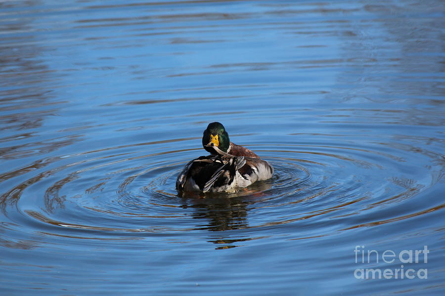 Duck Photograph - Preening by Jamie Smith