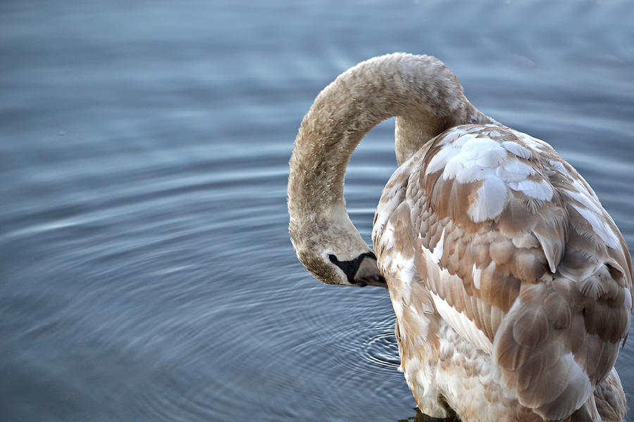 Swan Photograph - Preening by Jatin Thakkar