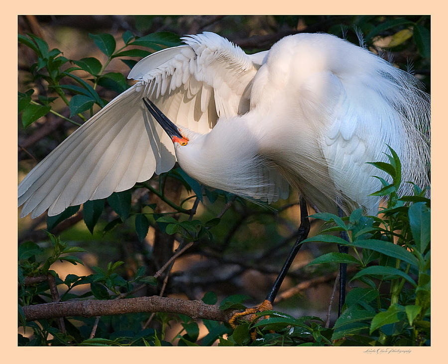 Bird Photograph - Preening by Linda Olsen