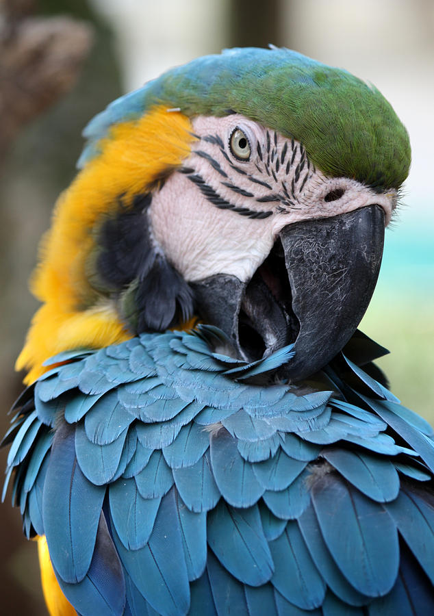 Preening Macaw Photograph by David Nicholls