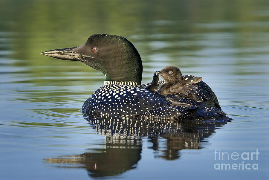 Bird Photograph - Preening Mommy by Jim Block