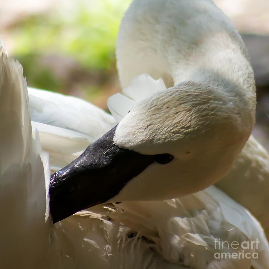 Preening Swan Photograph by Nikki Vig