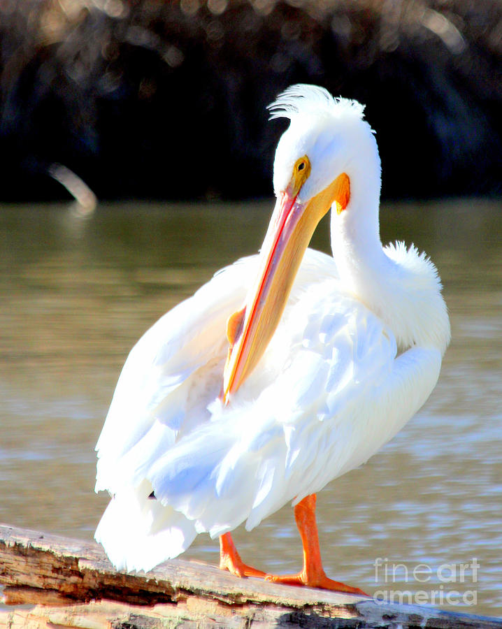 Preening Pelican Photograph by Kathy  White