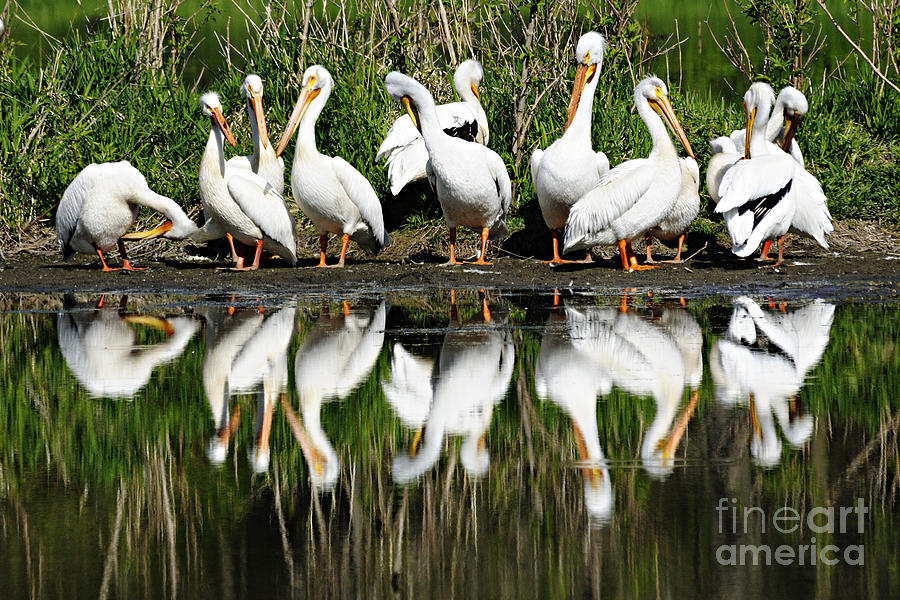 Preening Primping Pelicans Photograph by Larry Ricker