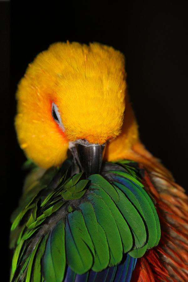Bird Photograph - Preening Princess Jenday Conure by Andrea Lazar