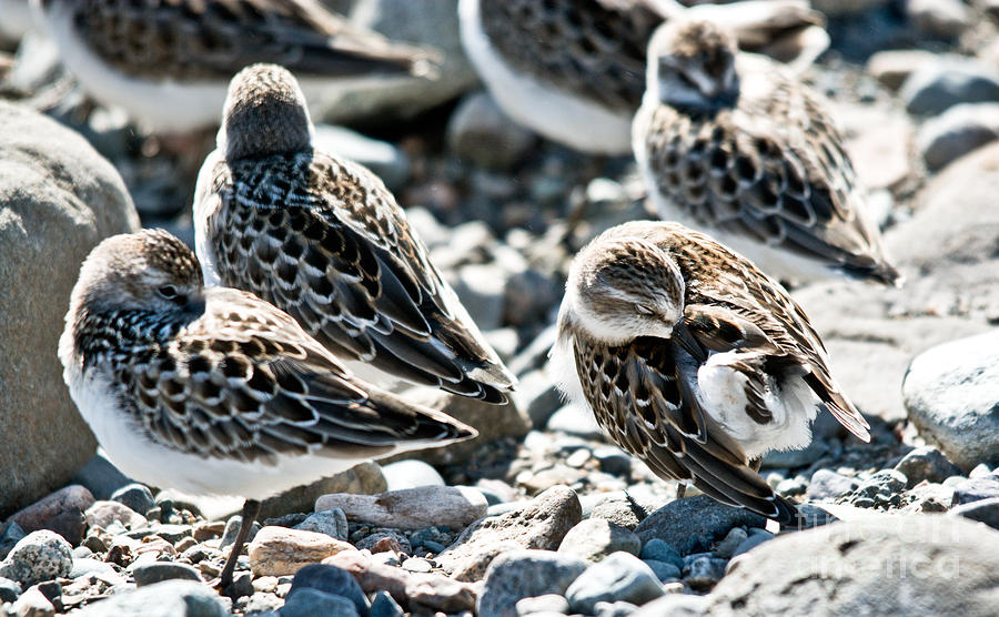 Preening Shorebird Photograph by Cheryl Baxter