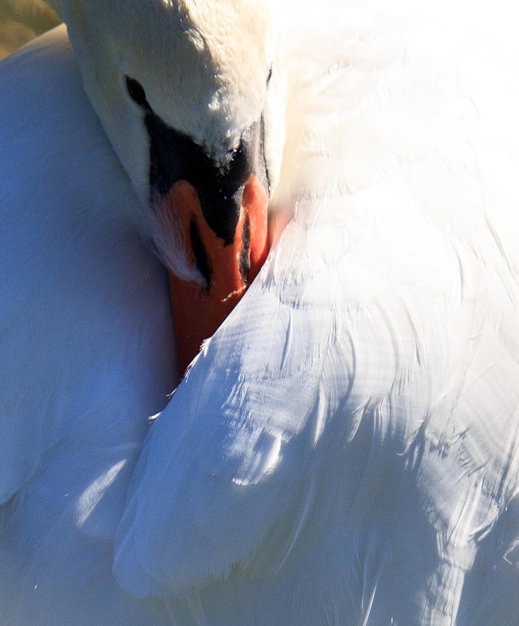 Preening Swan Photograph by Cathy Donohoue