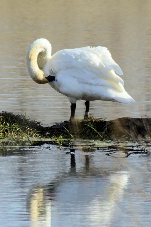 Preening Swan Photograph by Bonfire Photography