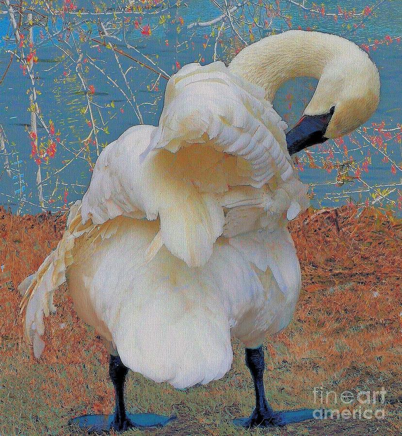 Preening Swan with Berries Photograph by Janette Boyd