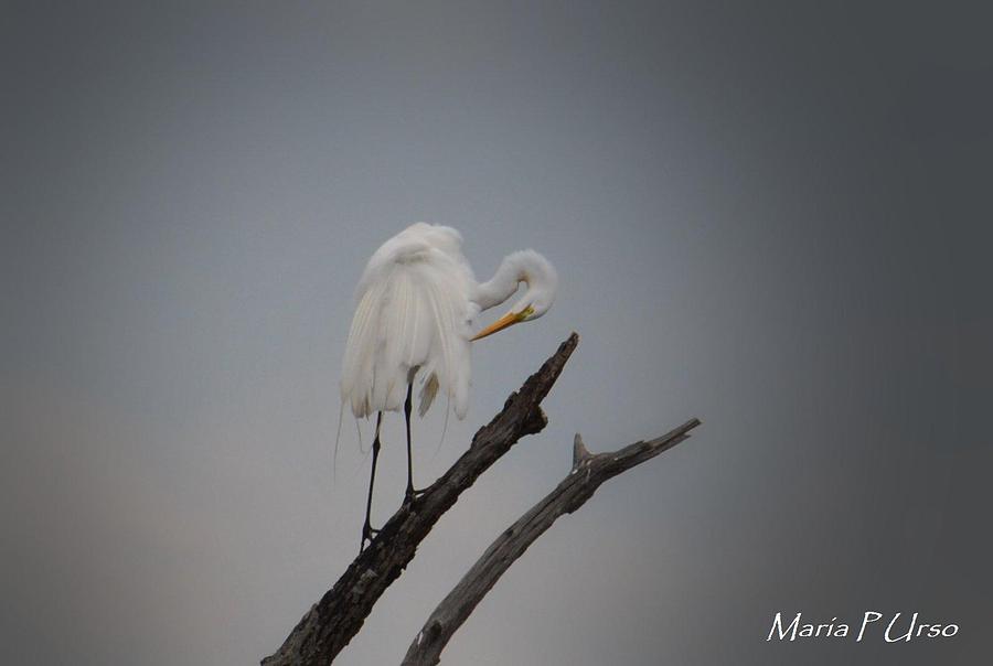 Preening White Egret Photograph by Maria Urso