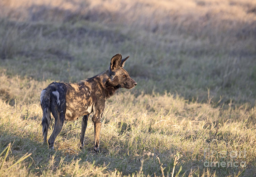 Pregnant African Wild Dog Photograph by Liz Leyden