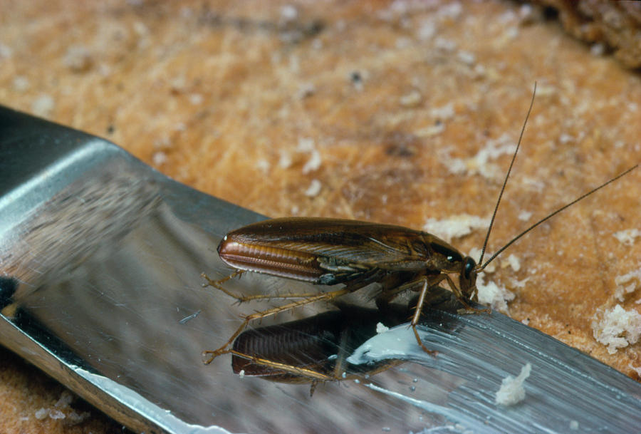 pregnant-female-german-cockroach-photograph-by-martin-dohrn-science