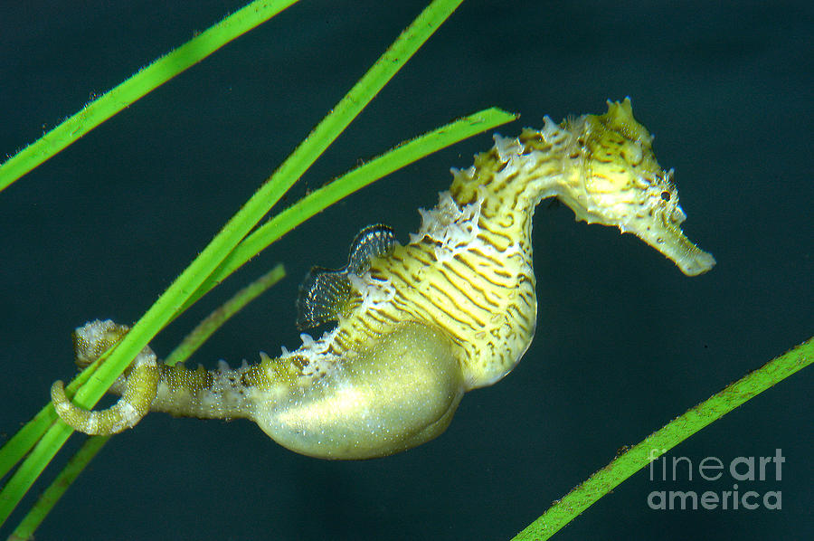 Pregnant Male Seahorse Photograph by Gregory G. Dimijian