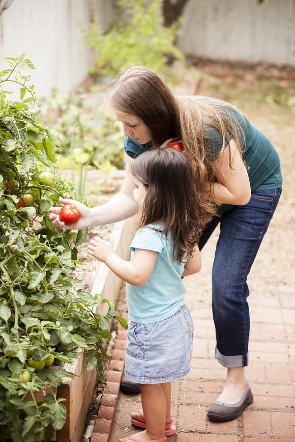 Pregnant Mother Picking Tomatoes with her Daughter Photograph by Adamkaz