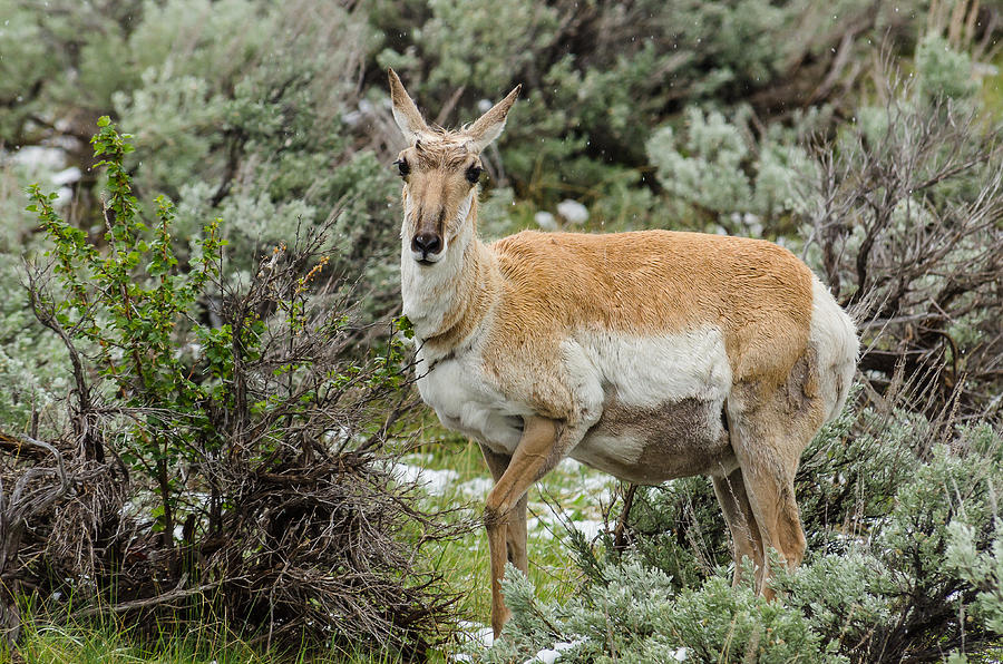 Pregnant Pronghorn Photograph by Yeates Photography