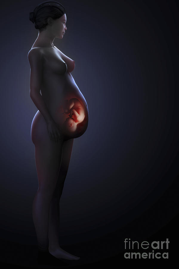 Pregnant Woman With Fetus Photograph by Science Picture Co