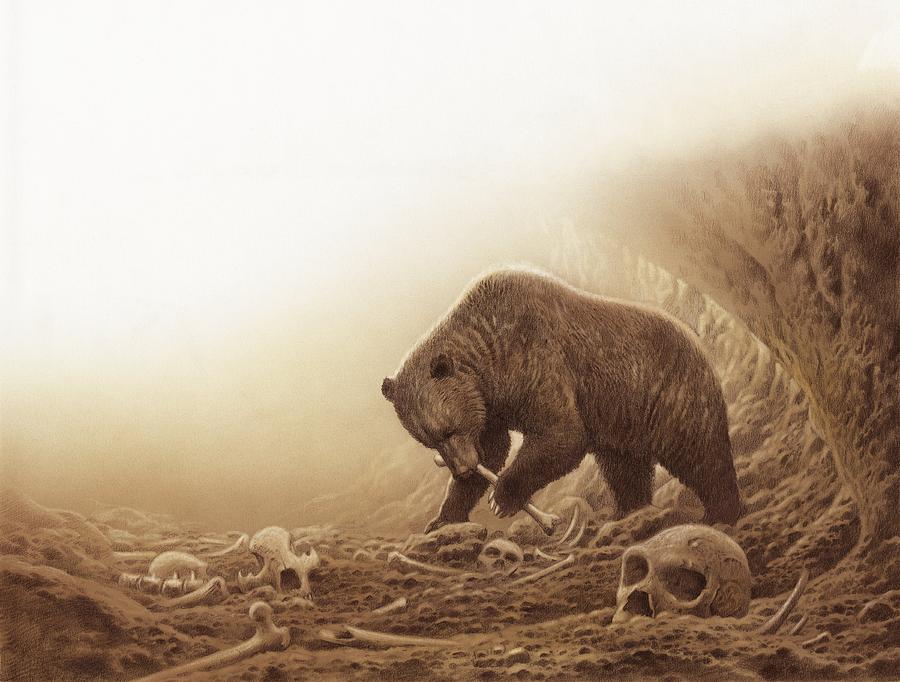 Prehistoric Photograph - Prehistoric bear eating human bones by Science Photo Library