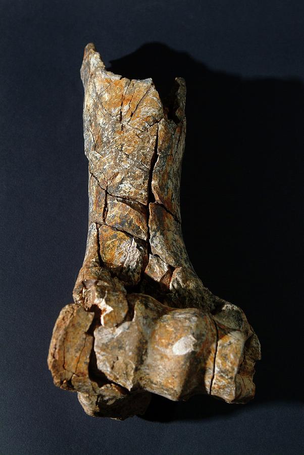 Prehistoric Bison Leg Bone Photograph by Pasquale Sorrentino/science Photo Library
