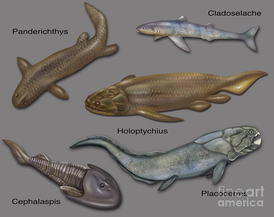 Prehistoric Fishes, Illustration Photograph by Gwen Shockey