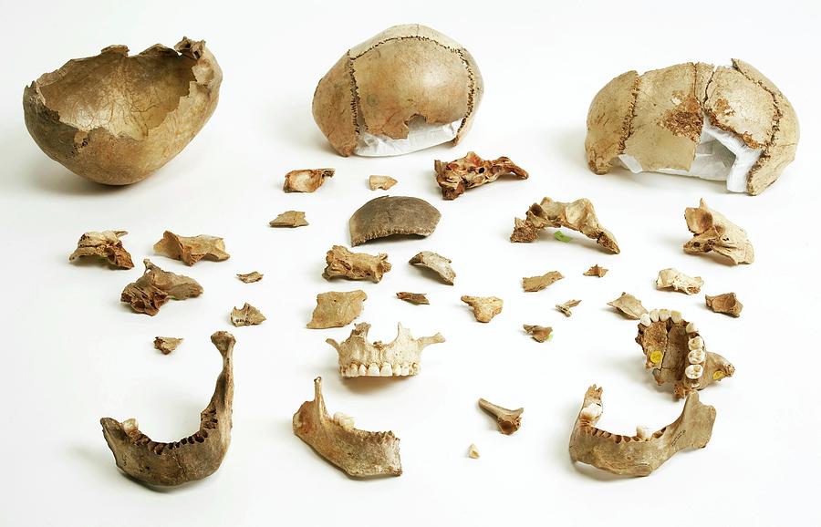 Prehistoric Photograph - Prehistoric Human Bone Fragments by Natural History Museum, London/science Photo Library