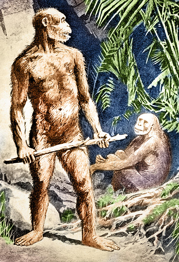 Prehistoric Java Man, Homo Erectus Photograph by Science Source