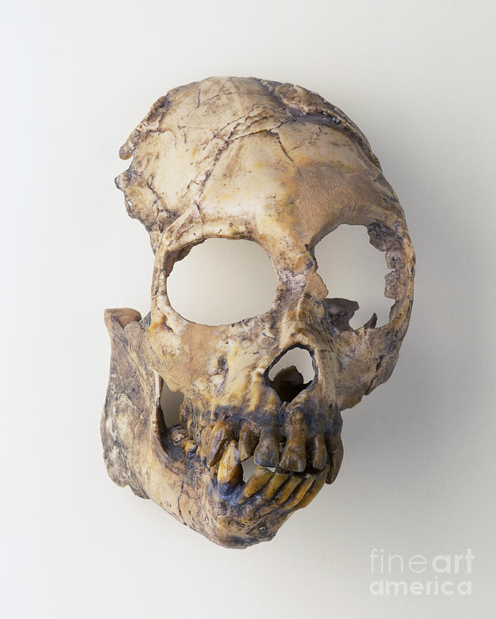 Prehistoric Primate Skull Photograph by Harry Taylor / Dorling Kindersley / Natural History Museum, London