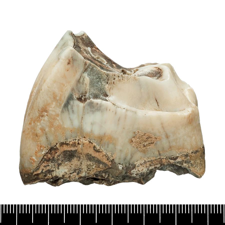Prehistoric Rhinoceros Tooth Fossil Photograph by Natural History Museum, London