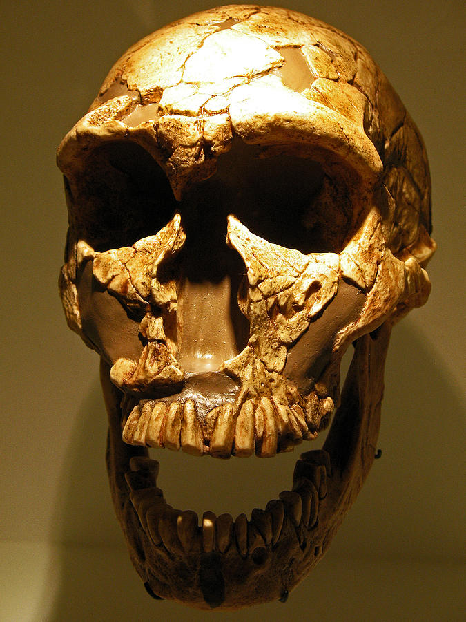 Prehistoric Skull Photograph by Connie Fox