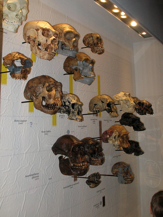 Prehistoric Skulls Photograph by Connie Fox