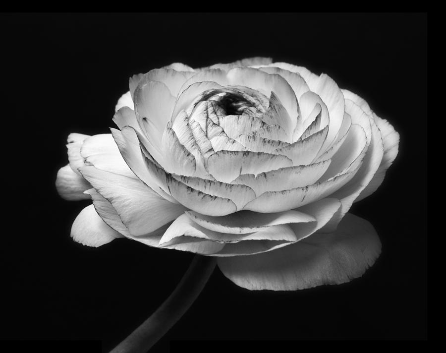 Black And White Photograph - A Black And White Rose Flower Photo Image Art Print Shop Online Photography Art-Work #4 by Nadja Drieling - Flower- Garden and Nature Photography - Art Shop