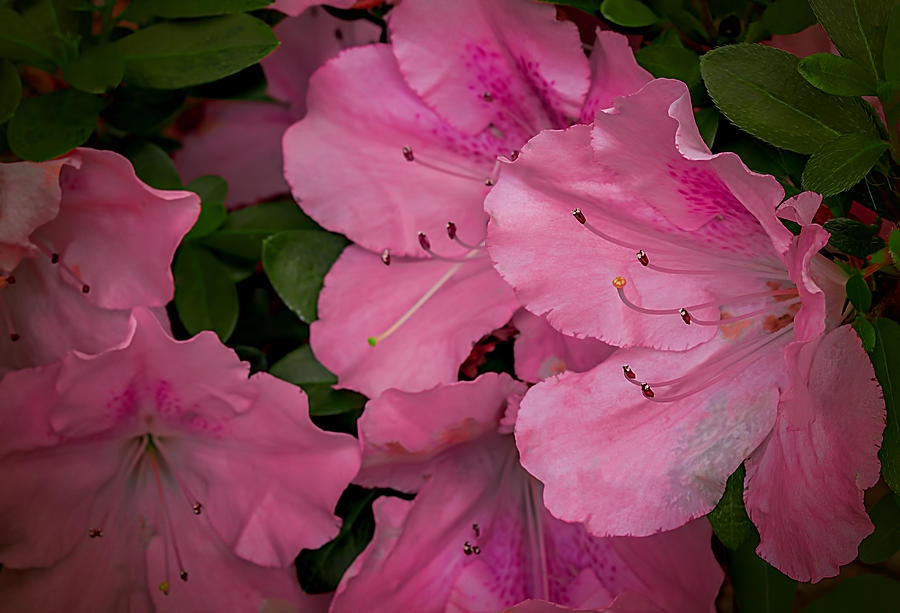 Premium Pink Photograph by Dave Bosse
