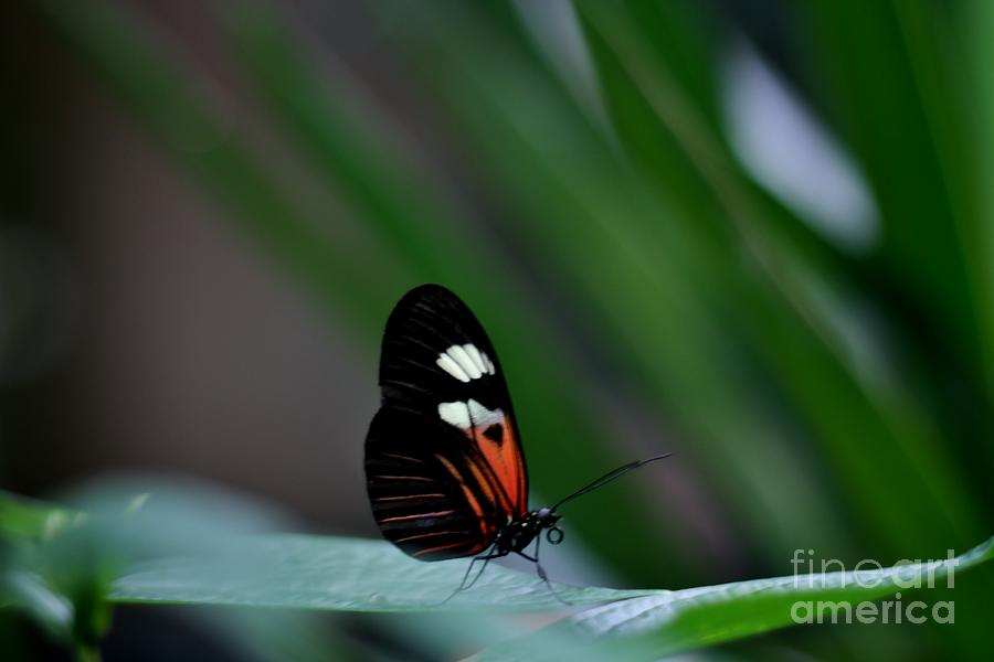 Butterfly Photograph - Prepare for Flight by Butch Phillips