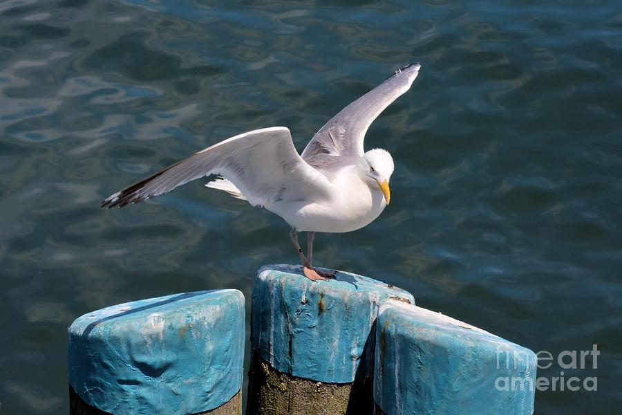 Seagull Photograph - Prepare for Flight by Tammie Miller