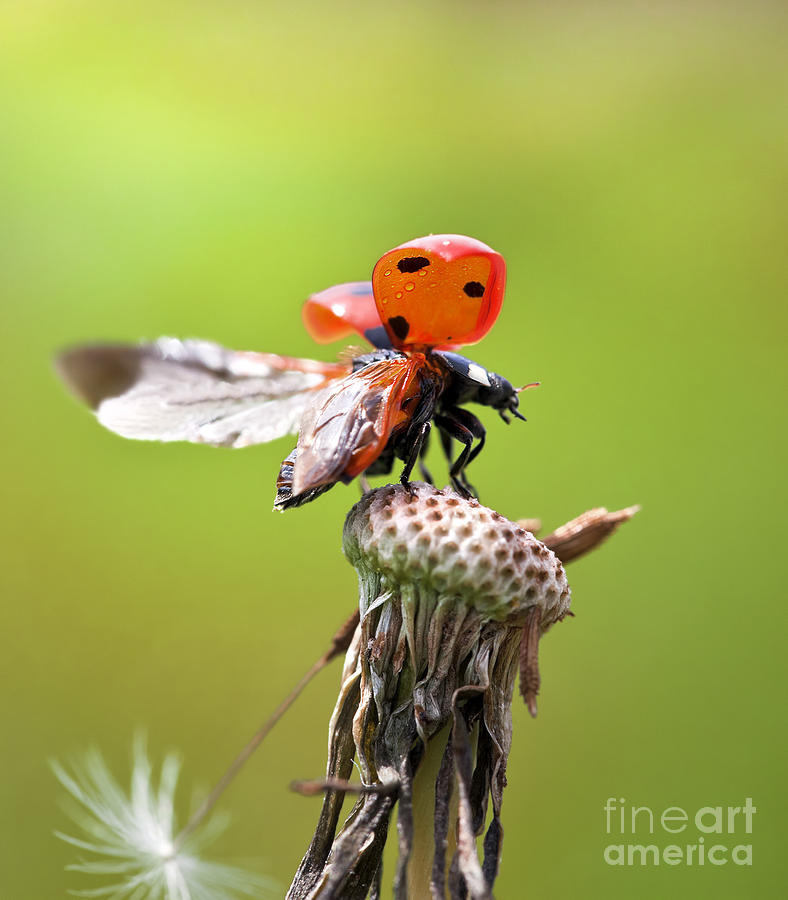 Ladybug Photograph - Prepare for Takeoff by Brandon Alms