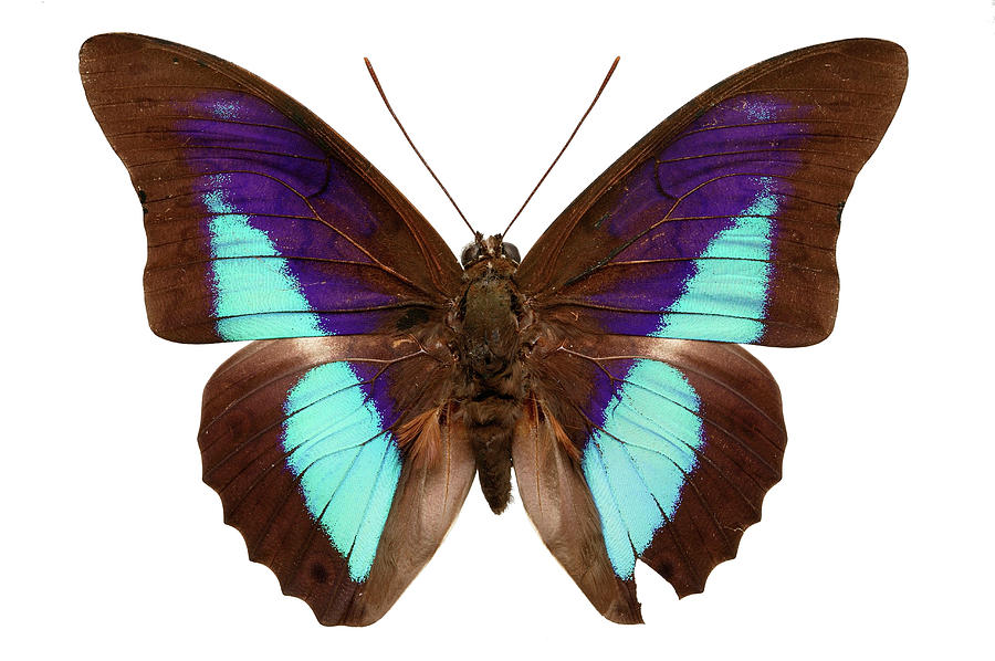Prepona Joiceyi Brazilian Butterfly Photograph by Natural History Museum, London/science Photo Library