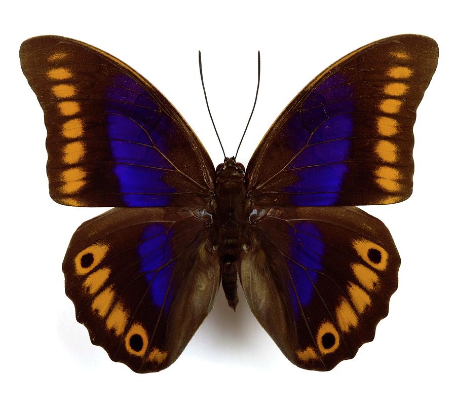 Prepona Xenagoras Butterfly Photograph by Pascal Goetgheluck/science Photo Library