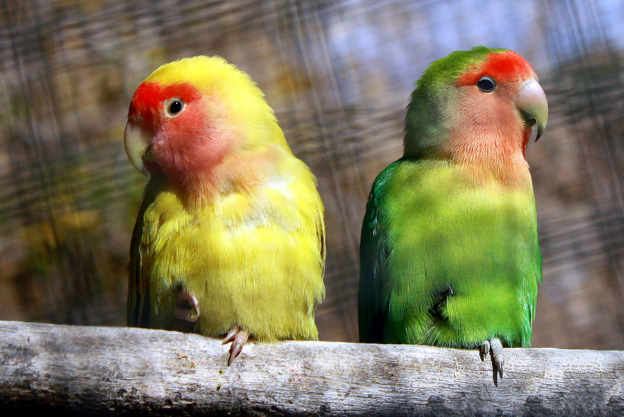 Prerty Birds Photograph by Jan Garcia