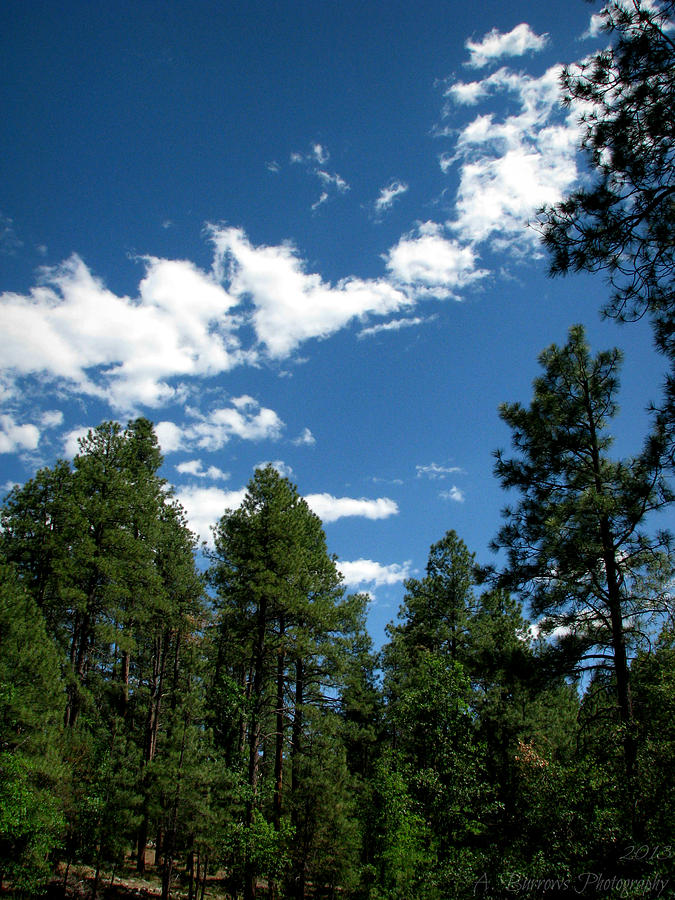 Prescott National Forest Spring Skies Photograph by Aaron Burrows