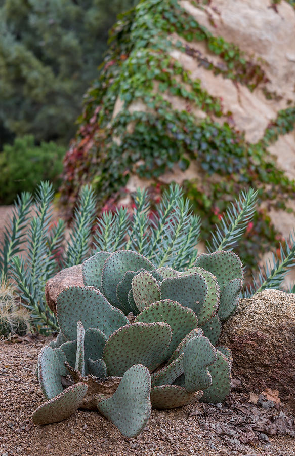 Prescott Succulent Garden Photograph by Aaron Burrows