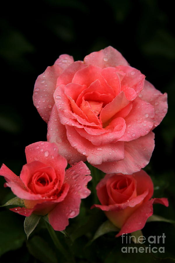 Rainy Day Roses Rose Flower Art Photograph by Reid Callaway