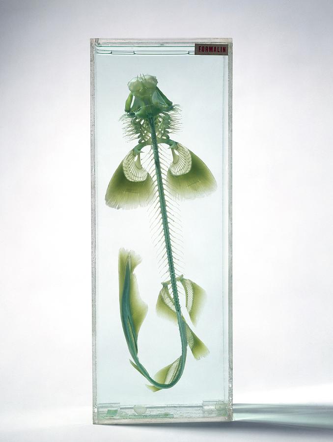 Preserved Dogfish Specimen Photograph by Natural History Museum, London/science Photo Library