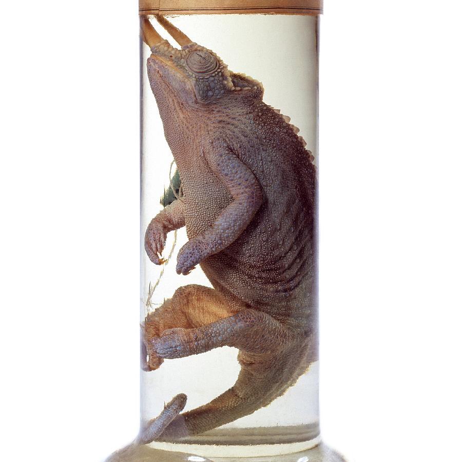 Preserved Jacksons Chameleon Photograph by Natural History Museum, London/science Photo Library