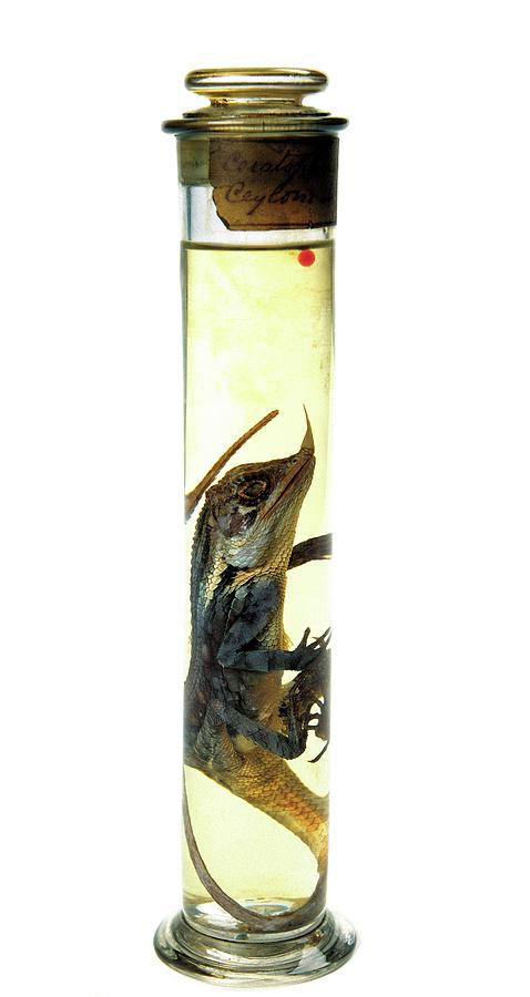 Preserved Lizard Photograph by Natural History Museum, London/science Photo Library