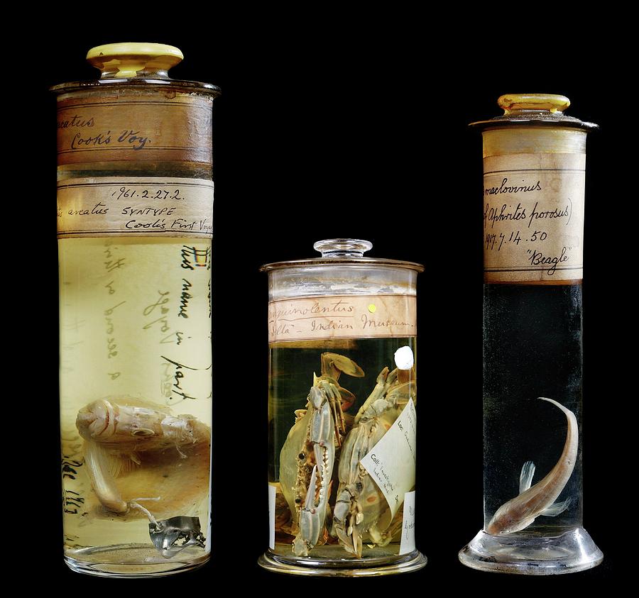 Preserved Museum Specimens Photograph by Natural History Museum, London/science Photo Library