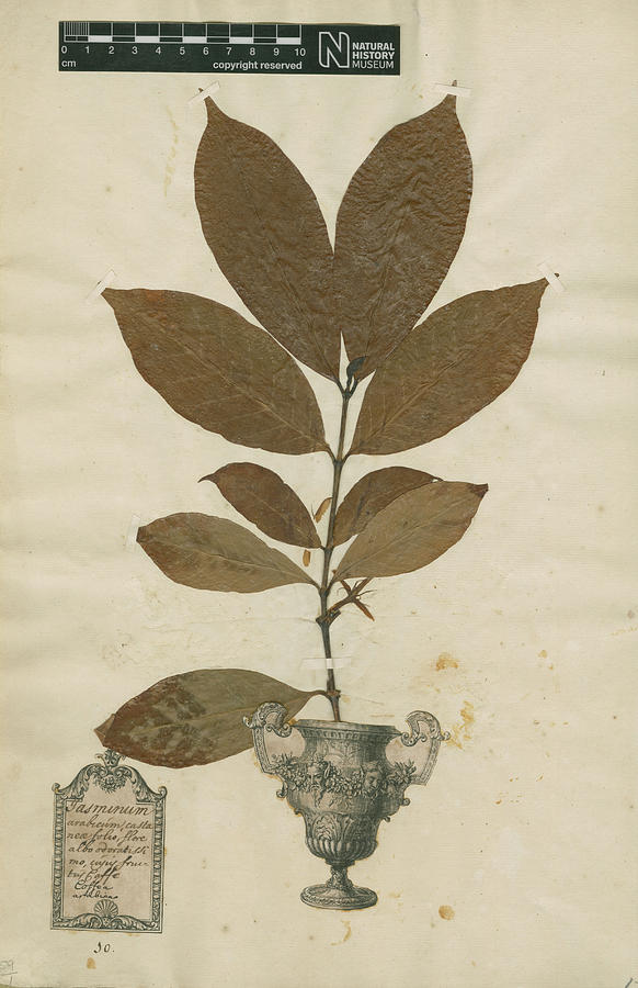 Pressed Coffee Tree Leaves Photograph by Natural History Museum, London/science Photo Library