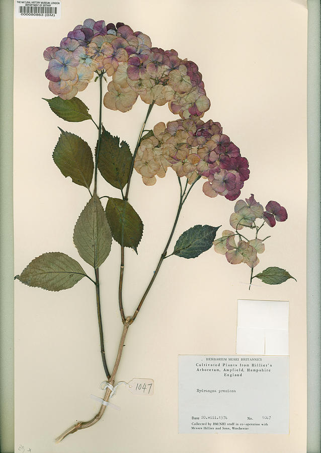 Pressed Hydrangea preziosa Photograph by Natural History Museum, London/science Photo Library