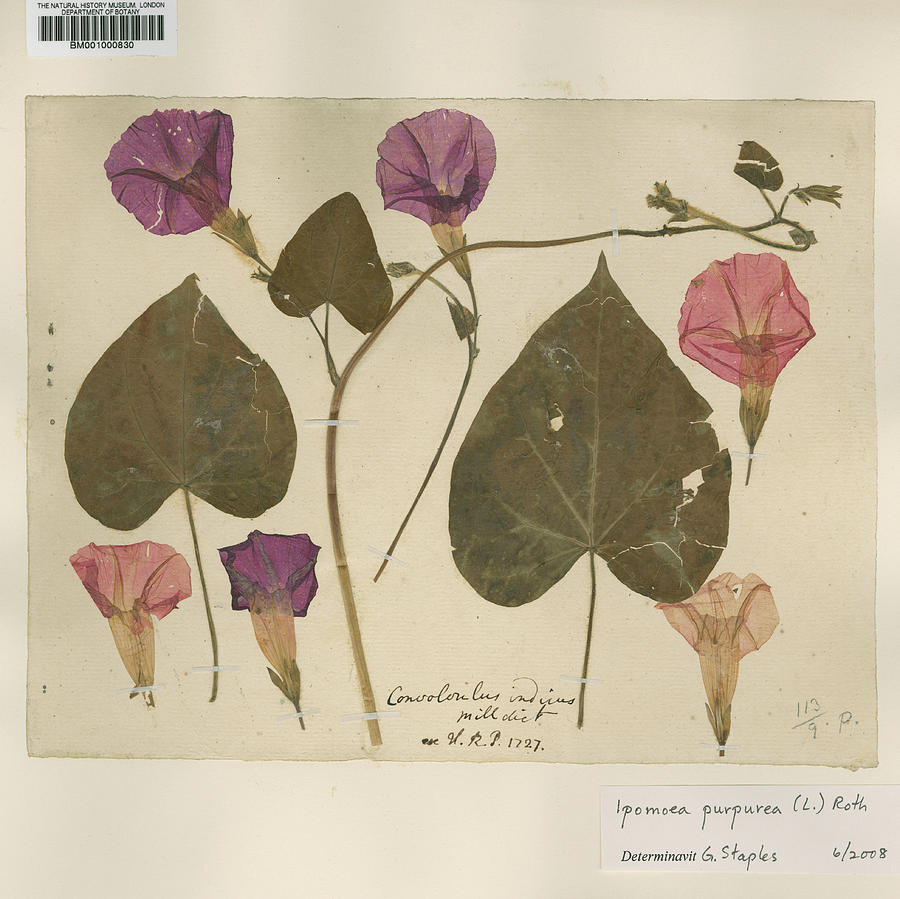 Pressed Morning Glory (ipomoea Purpurea) Photograph by Natural History Museum, London/science Photo Library