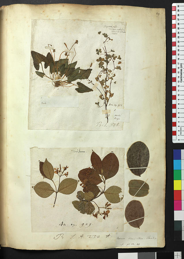 London Photograph - Pressed Plants by Natural History Museum, London/science Photo Library