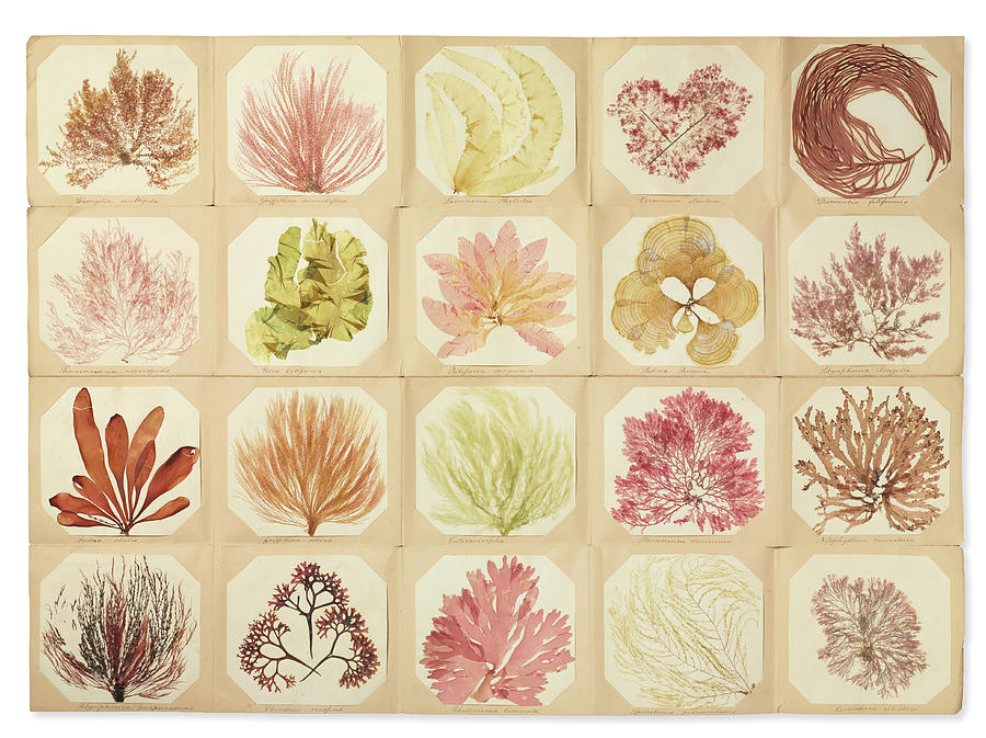 Pressed Seaweed Book Photograph by Natural History Museum, London/science Photo Library