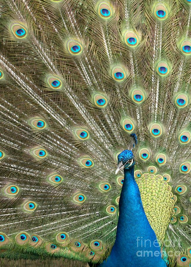 Pretentious Peacock Photograph by Sabrina L Ryan